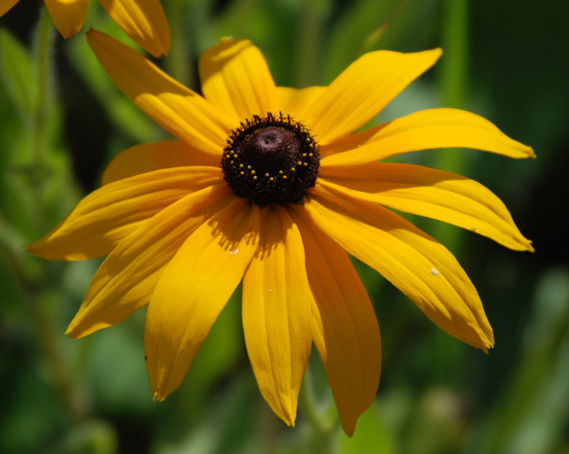 Image of Rudbeckia hirta specimen.