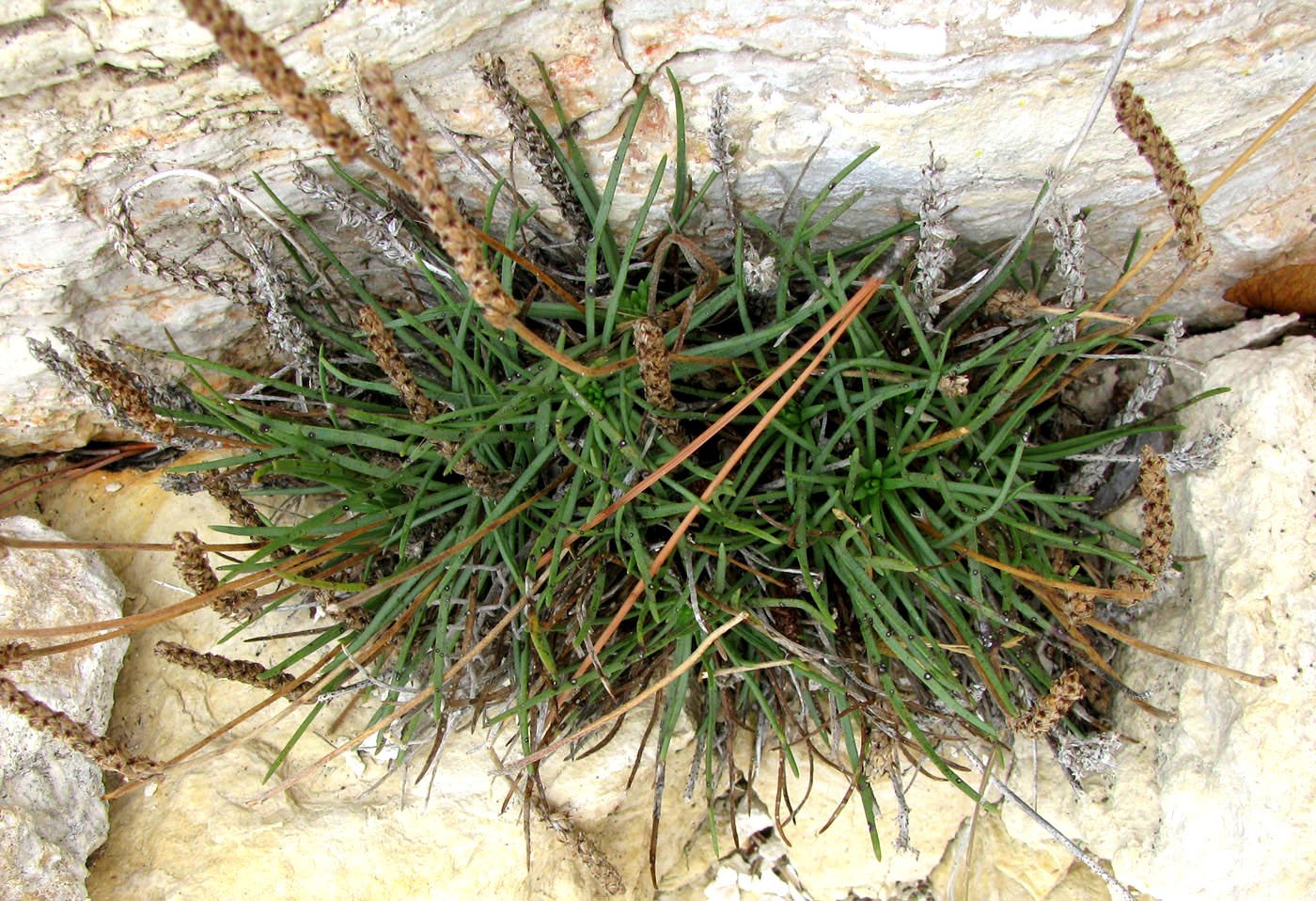 Image of Plantago crassifolia specimen.