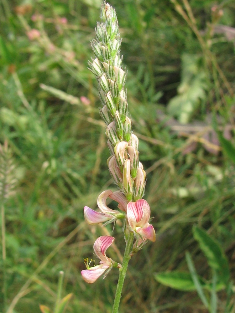 Изображение особи Onobrychis viciifolia.