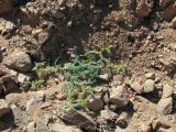 Astragalus sparsus