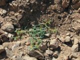 Astragalus sparsus. Цветущее растение в скалистой расселине. Израиль, Эйлатские горы. 15.02.2013.