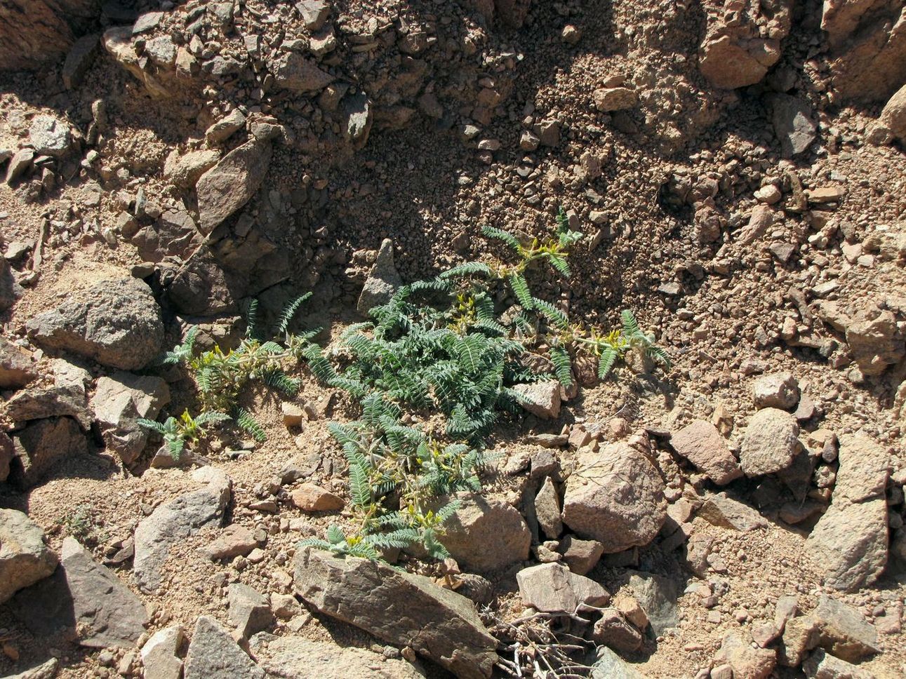 Изображение особи Astragalus sparsus.