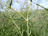 Gypsophila paniculata. Побеги. Ростовская обл., Персиановская степь, окр. станицы Красюковская, верхняя часть склона правого коренного берега р. Грушевка. 13.06.2012.