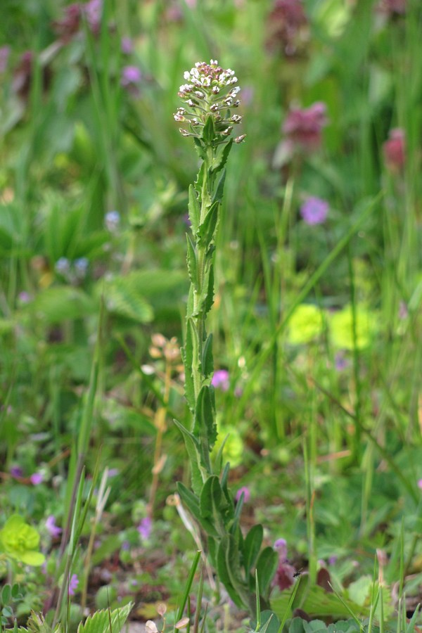 Изображение особи Lepidium campestre.