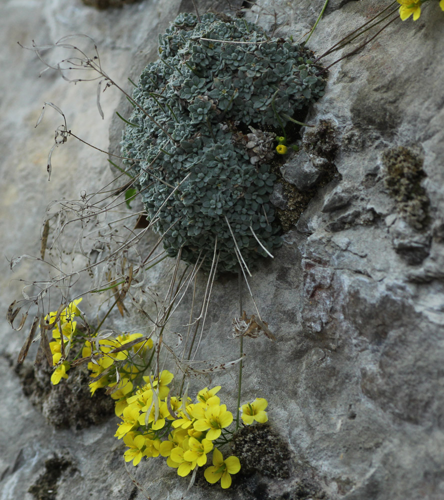 Image of Draba longisiliqua specimen.