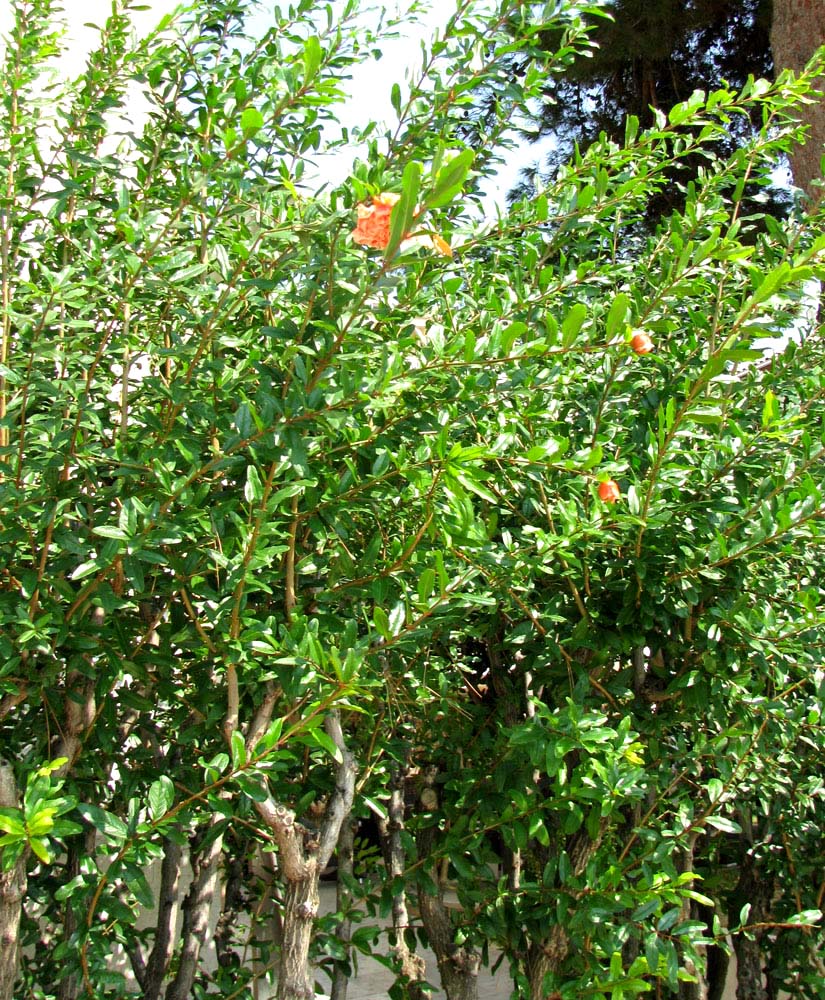 Image of Punica granatum specimen.