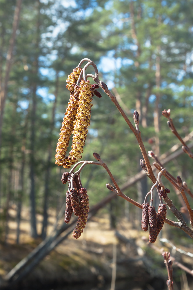 Изображение особи Alnus glutinosa.