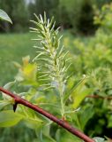 Salix starkeana