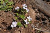 Viola rupestris