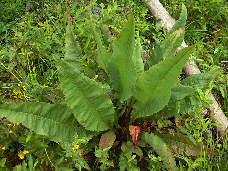 Image of Rumex hydrolapathum specimen.