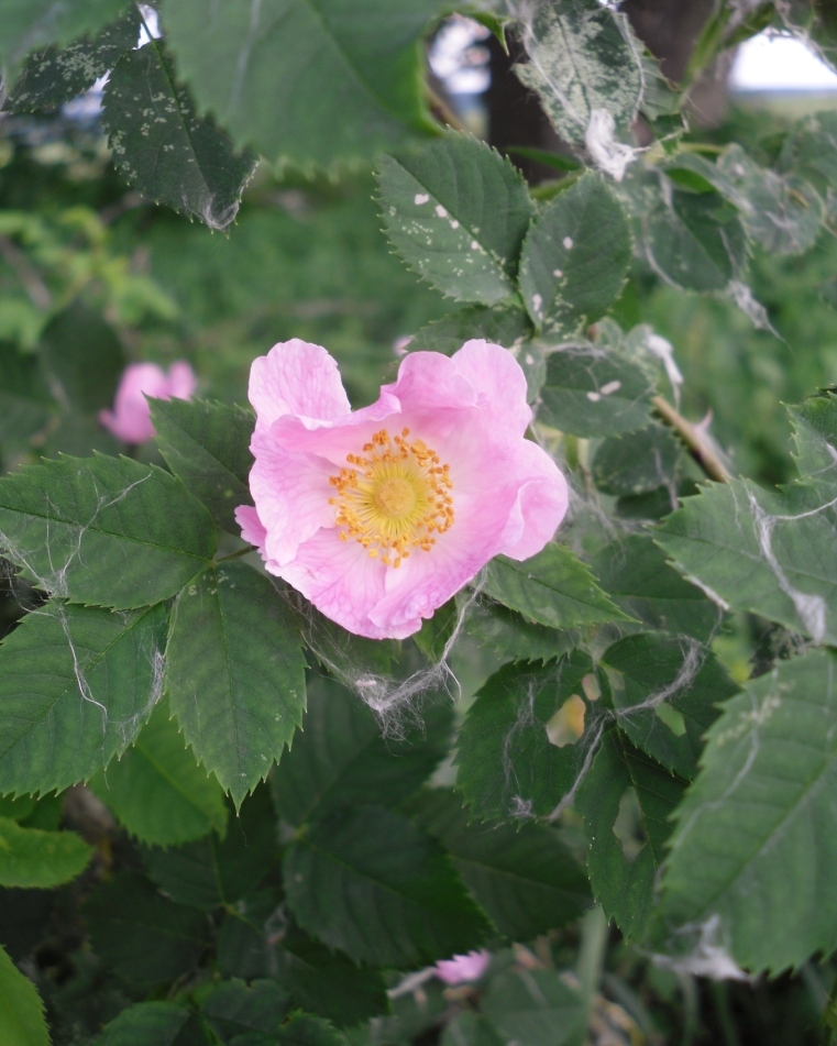 Изображение особи Rosa canina.