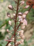 Lepidium perfoliatum. Часть соплодия. Украина, г. Запорожье, балка возле пос. Солнечный. 02.06.2013.