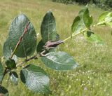 Salix latifolia