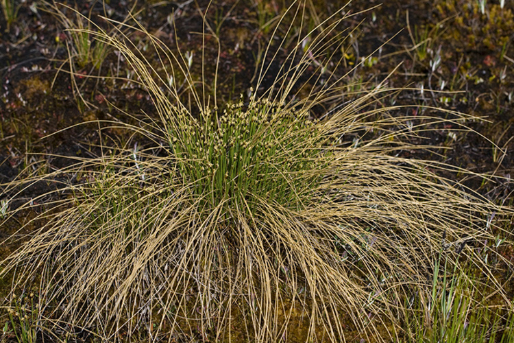 Изображение особи Trichophorum cespitosum.