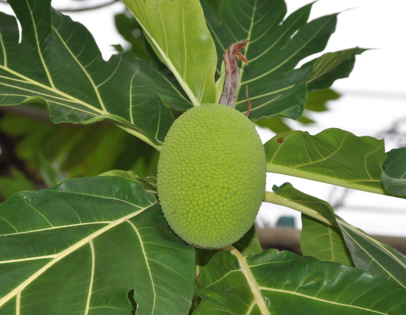 Image of Artocarpus altilis specimen.