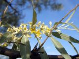 Elaeagnus angustifolia