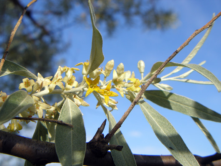 Image of Elaeagnus angustifolia specimen.