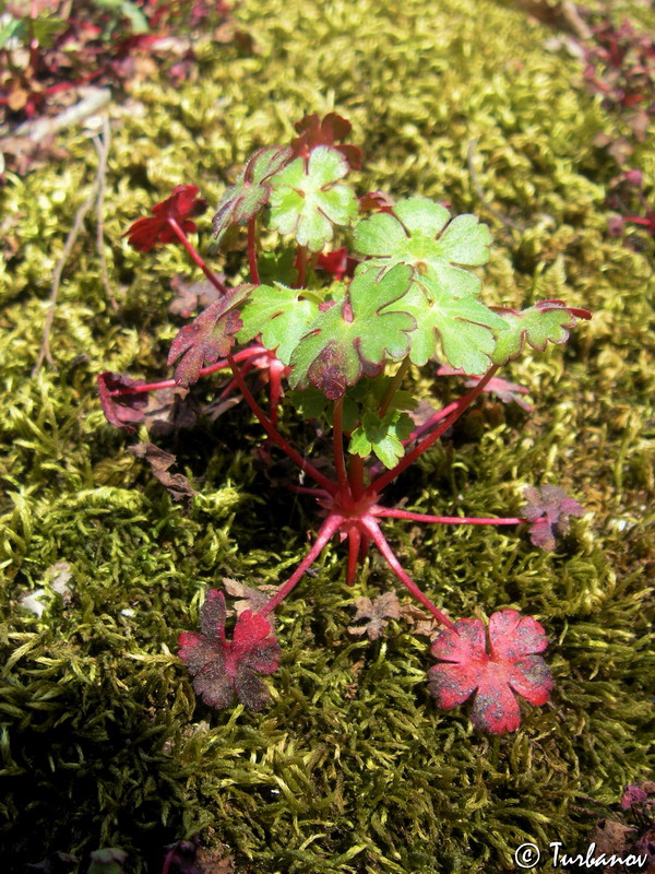 Image of Geranium lucidum specimen.
