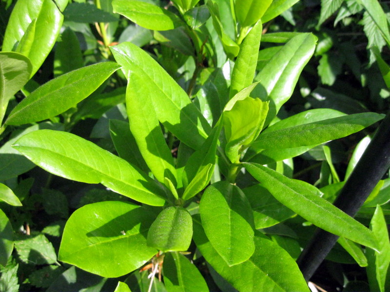 Изображение особи Rhododendron caucasicum.