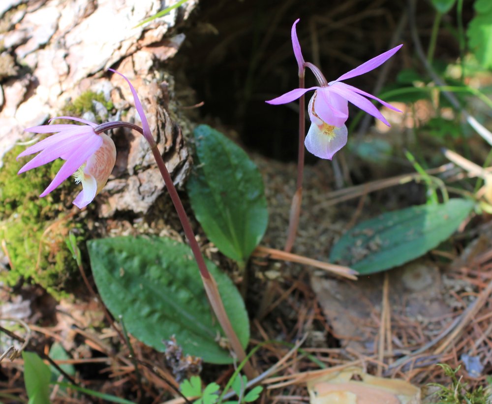 Изображение особи Calypso bulbosa.