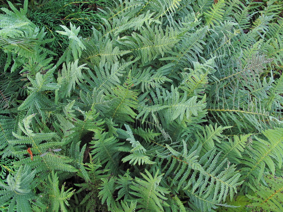 Image of Thelypteris palustris var. pubescens specimen.