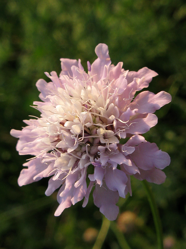 Image of Cephalaria transsylvanica specimen.