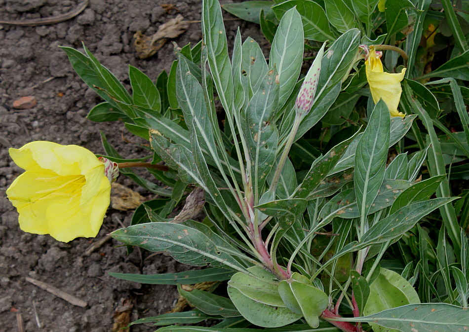 Image of Oenothera macrocarpa specimen.