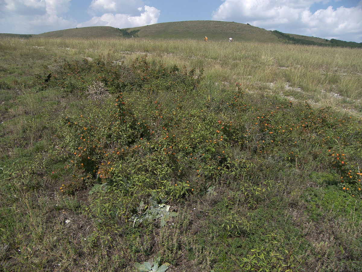 Image of Rosa gallica specimen.