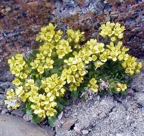 Image of Draba oreades specimen.