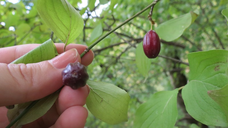 Image of Cornus mas specimen.