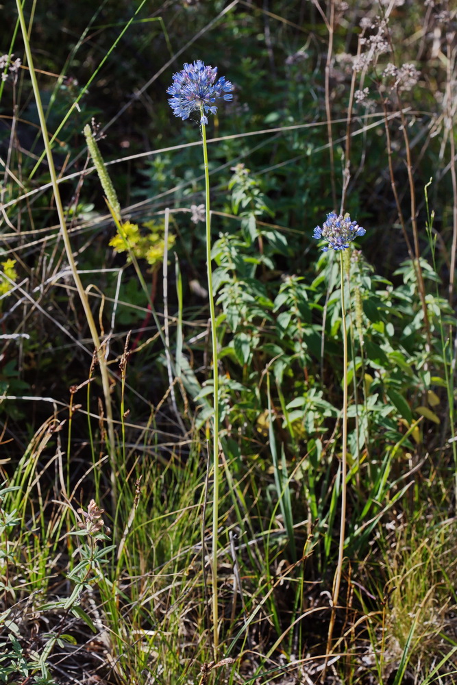 Image of Allium caeruleum specimen.