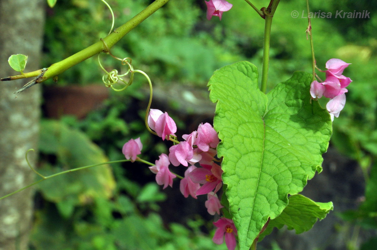 Изображение особи Antigonon leptopus.