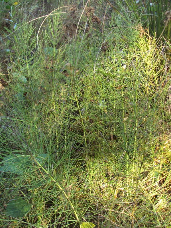 Image of Equisetum arvense specimen.