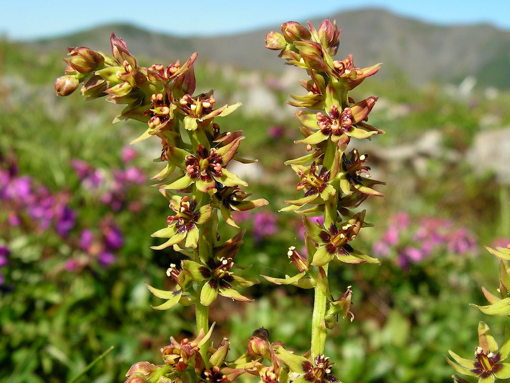 Image of Veratrum anticleoides specimen.