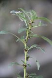 genus Amaranthus