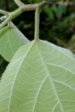 Broussonetia papyrifera. Черешок и основание листа. Германия, г. Дюссельдорф, Ботанический сад университета. 14.08.2013.