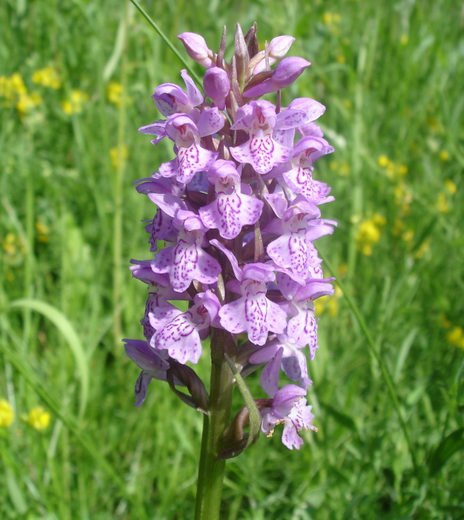 Изображение особи Dactylorhiza baltica.