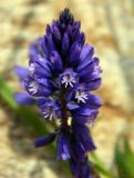 Polygala alpicola