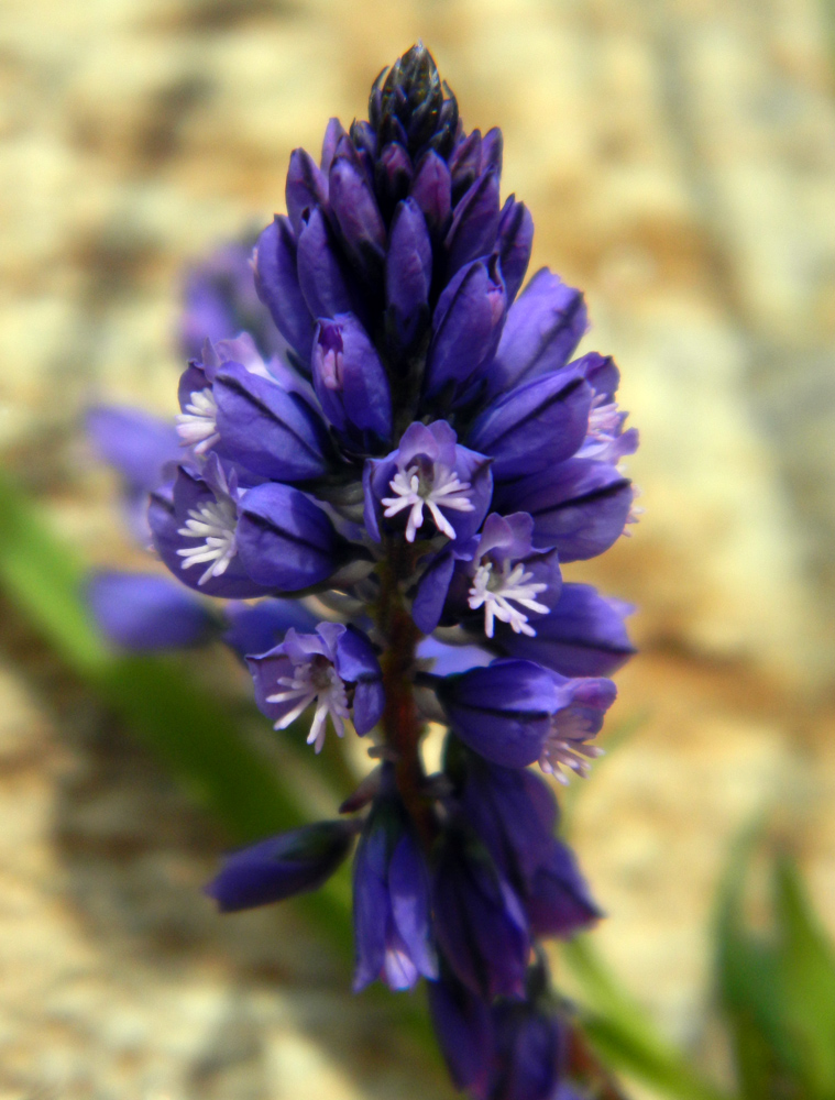 Изображение особи Polygala alpicola.