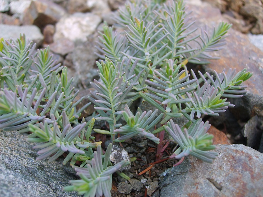 Image of Hypericum lydium specimen.