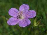 Geranium collinum