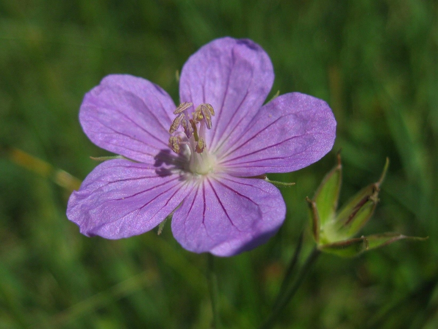 Image of Geranium collinum specimen.