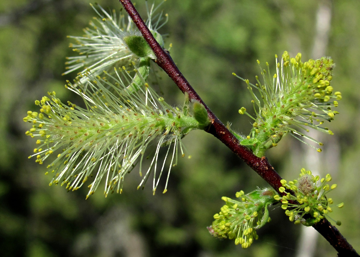 Image of Salix starkeana specimen.