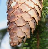 Picea abies. Верхушка шишки. Германия, г. Дюссельдорф, Ботанический сад университета. 02.03.2014.