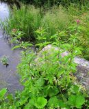 Eupatorium cannabinum