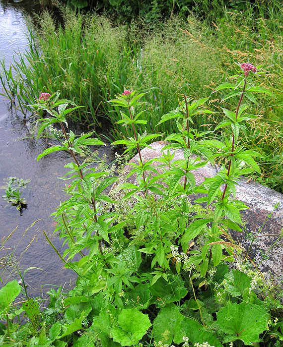 Image of Eupatorium cannabinum specimen.