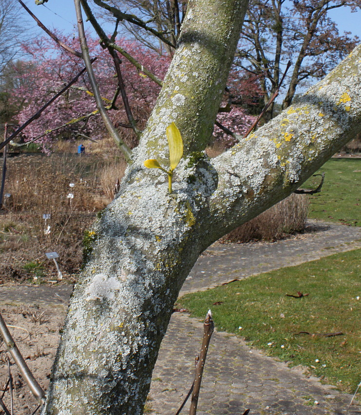 Image of Sorbus mougeotii specimen.
