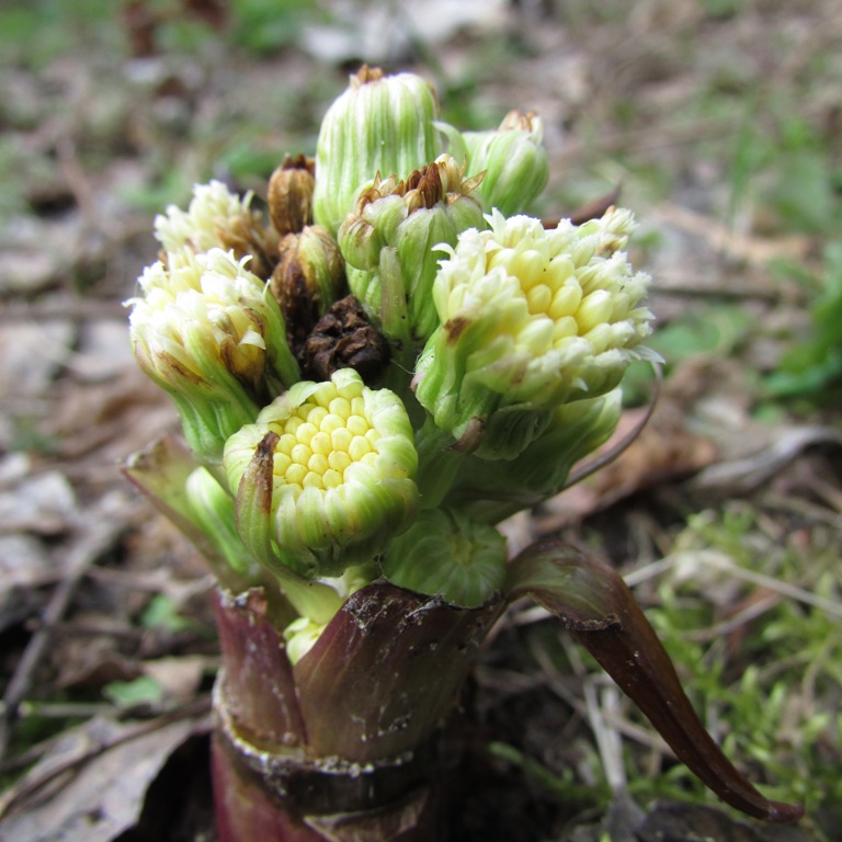 Image of Petasites spurius specimen.