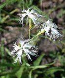 Dianthus superbus