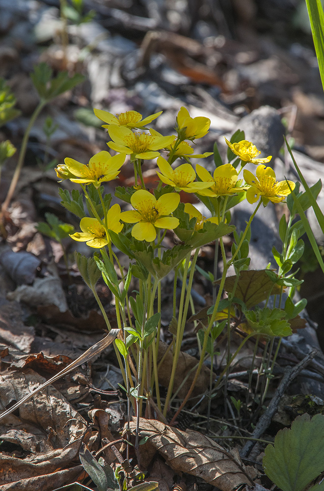 Изображение особи Waldsteinia ternata ssp. maximowicziana.